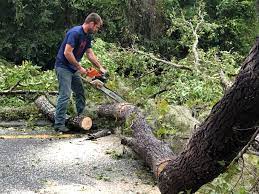 Best Tree Cabling and Bracing  in Colchester, IL