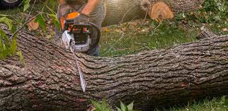 Lawn Watering Services in Colchester, IL