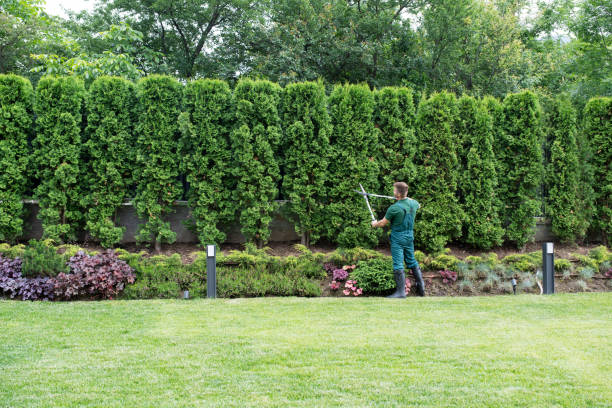 Best Leaf Removal  in Colchester, IL