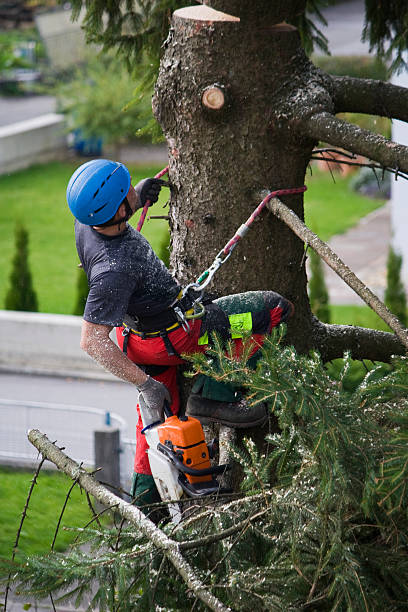 Best Tree Disease Treatment  in Colchester, IL