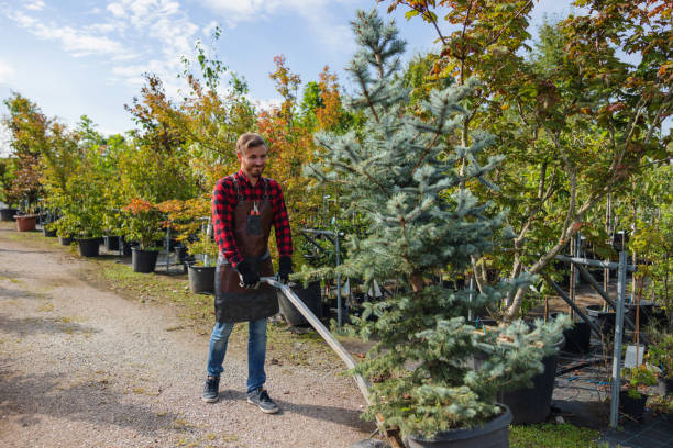 Best Storm Damage Tree Cleanup  in Colchester, IL
